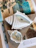 Handcrafted Sea Shell Candle in Jesmonite